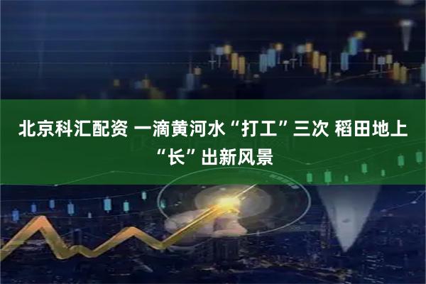 北京科汇配资 一滴黄河水“打工”三次 稻田地上“长”出新风景