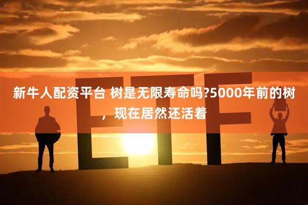 新牛人配资平台 树是无限寿命吗?5000年前的树,现在居然还活着